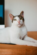 © REFLEJAARTE  - stock photo white cat of european breed with green eyes resting on a wooden table in the office a computer background