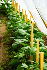 Wall Mural - A row of green bushes of sweet pepper in a greenhouse.