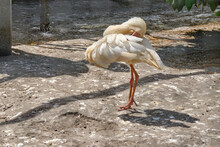 Africian Spoonbill Standing  In The Sun