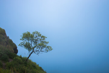 The strongest tree was born on a high mountain. Foggy Clouds float all around