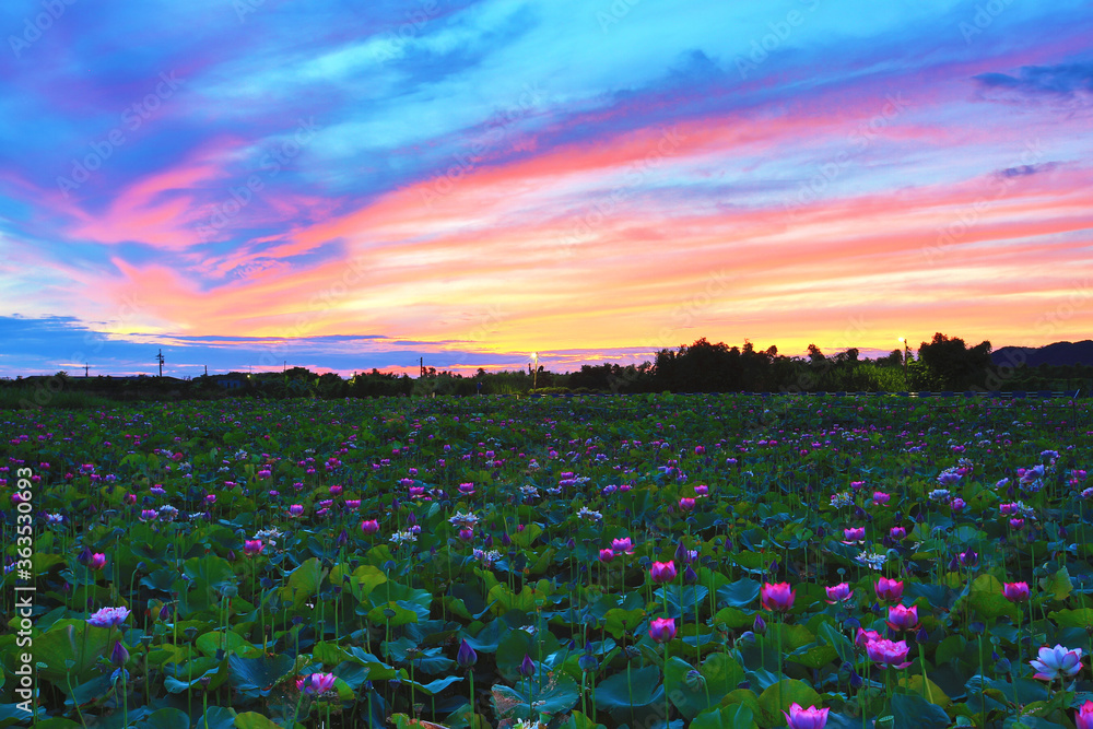 Beautiful dawn landscape with peony lotus flowers blooming in the pond 
 - obrazy, fototapety, plakaty 