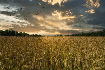 A barley cultivation field