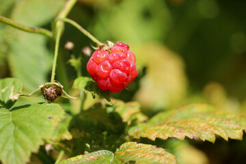 Ripe raspberries on a branch, selective focus. Red raspberry growing on a green nature background in summer