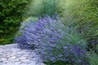 French lilac purple fragrant lavender and high ornamental maiden grass next to stones walkway in the garden flower bed 