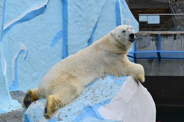 Polar bear in a zoo