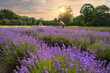 © romylee - lavender field in sunset and a woman picking some flowers