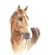 Horse head portrait beautiful animal race watercolor painting illustration isolated on white background