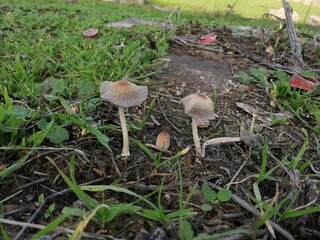 mushrooms in the forest