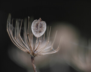 Gone to seed