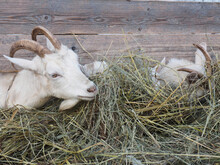 White Goats With Horns Eat Hay In A Barn. Village, Country And Livestock Concept