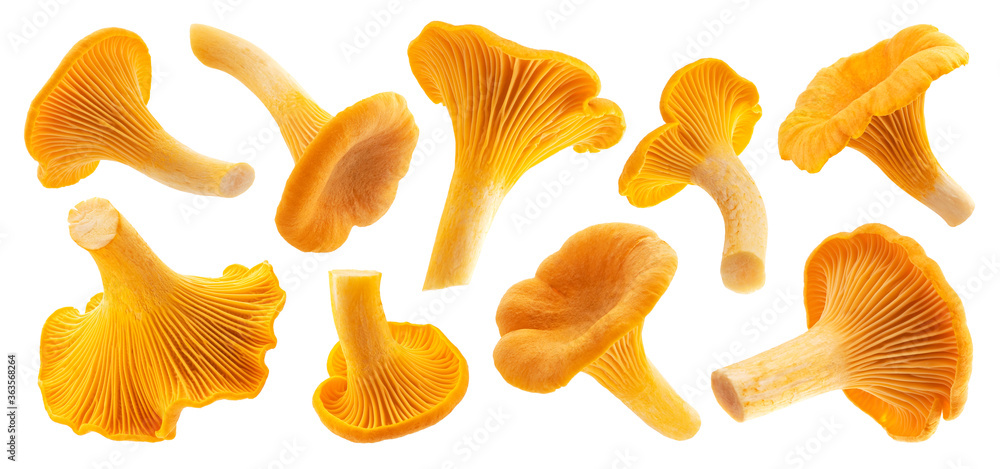 Fresh chanterelle mushrooms isolated on white background - obrazy, fototapety, plakaty 