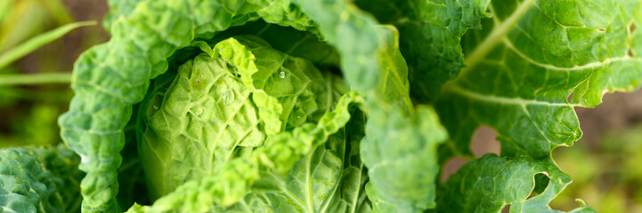 head of fresh honest white cabbage grows in the garden. water drops on leaves. banner