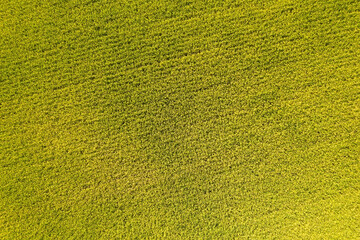 Poster - aerial view of yellow rice farm