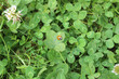 Marienkäfer auf einem vierblättrigen Kleeblatt