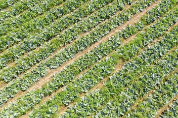 Canvas Print - green farm with vegetable and fruits