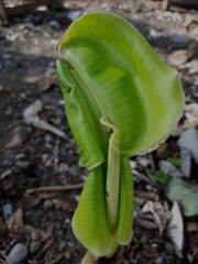 Sticker - Closeup shot of a young small green banana sprout leaf