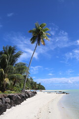 Sticker - Palmier sur une plage de Maupiti, Polynésie française