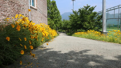 Wall Mural - road in the park