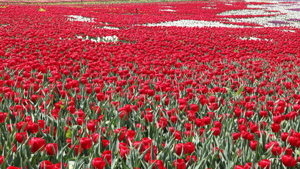 Wall Mural - field of tulips