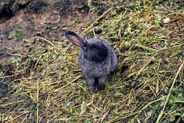 rabbit in the grass