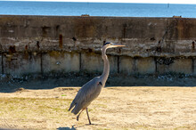 Great Blue Heron With A Missing Foot Near The Gulf Of Mexico In Biloxi , Mississippi
