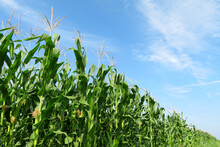Corn Field Against Blue Sky And White Clouds. Agricultural Industry In Summer, Green Corn Stalks With Cobs