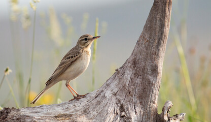 Wall Mural - tawny pipit bird in natural habitat