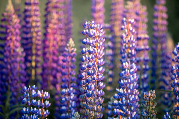 Sticker - Blue lupins in blossom