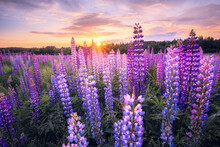 Summer Landscape With Violet Flowers