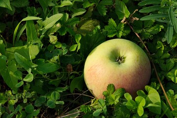 Green apples on the fresh grass.