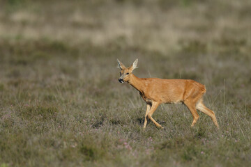 Wall Mural - Roe deer in a field white buckwheat