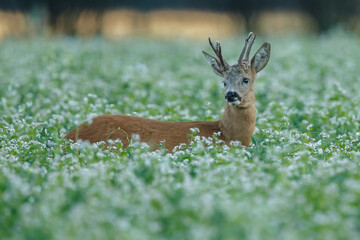 Wall Mural - Roe deer in a field white buckwheat