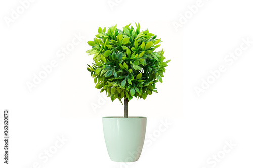 Vase Plant Flower Flower Rainy Season Room Hotel Interior Beautiful Fresh Tree Wood Flower Wooden Table Office Nature Beadroom Buy This Stock Photo And Explore Similar Images At Adobe Stock Vase Plant Flower Flower Rainy Season Room Hotel Interior Beautiful Fresh Tree Wood Flower Wooden Table Office Nature Beadroom Buy This Stock Photo And Explore Similar Images At Adobe Stock