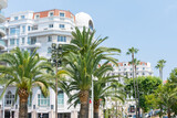 Fototapeta Uliczki - Palm trees on the Boulevard Croisette in Cannes