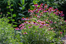 Purple Coneflowers In A Sunny Wildflower Garden