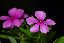 Pink Periwinkle Flowers Blooming With Black Background