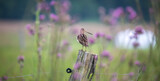 Fototapeta Łazienka - The Common Snipe Gallinago gallinago looking for food in the meadow and flies and sits on wooden poles