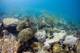 Fototapeta Do akwarium - Wonderful and beautiful underwater in deep tropical sea and sun rays. Water texture in ocean with corals and tropical fish.