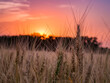 Kansas Wheat in Orange Pink Sunset