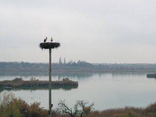 Storks sitting in their nest by a lake captured during the day