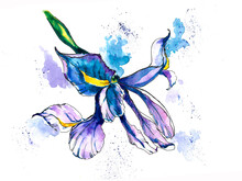 Iris Flower In Blue And Purple. Watercolor Illustration