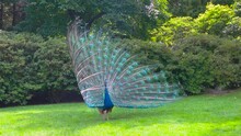 Peacock On Green Grass