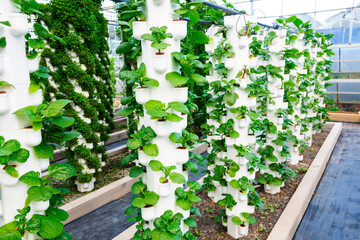 Agricultural plants grown in a modern greenhouse.