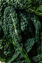 Raw Green Organic Tuscan Dinosaur Kale