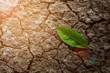 Wall Mural - alone green leaves on abandoned cracked ground in the morning.