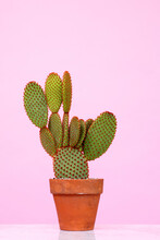 Opuntia Cacti On Pink Background