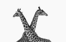 Two Male Giraffes Fighting With Their Necks