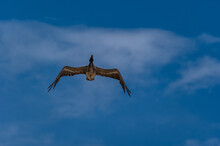 Pelican Flight Overhead Deep Blue Sky
