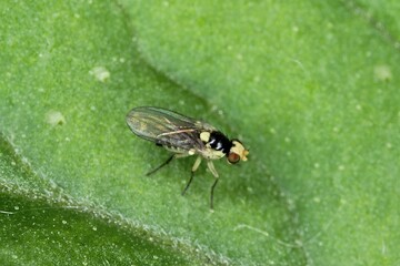 Liriomyza huidobrensis, commonly known as the pea leaf miner, is a species of insect, a fly in the family Agromyzidae. It is pest of many crops.