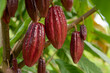 Red cocoa pods in a maduration process.